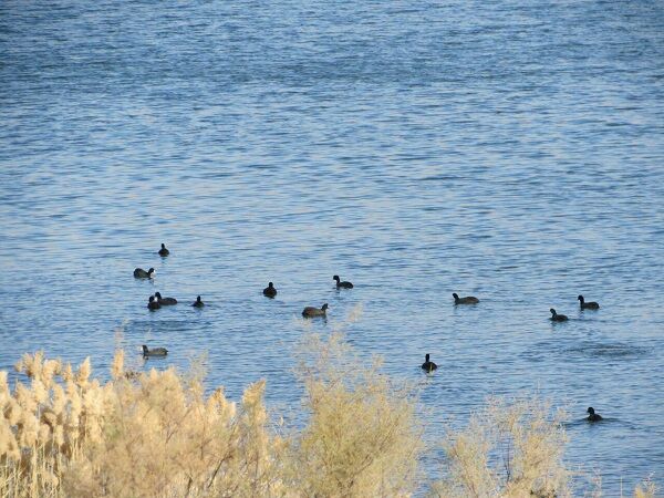 دریاچه بزنگان، میزبان بیش از ۱۰۰۰ پرنده مهاجر