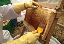 تولید 278 تن عسل درخمین