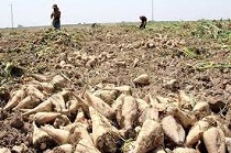 برداشت  9 هزار تن چغندر قند از مزارع  استان مرکزی