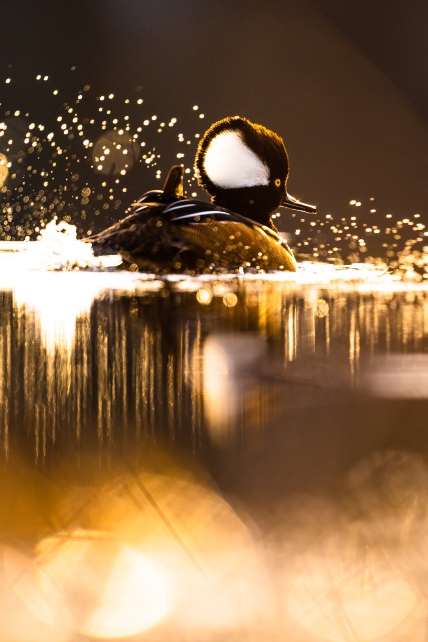 بهترین عکسهای سال کانادا با جایزه 5 هزار دلاری بهترین عکسهای سال کانادا