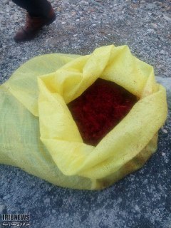 کشف 15 کیلو گرم زعفران تقلبی در کرمانشاه کشف 15 کیلو گرم زعفران تقلبی در کرمانشاه