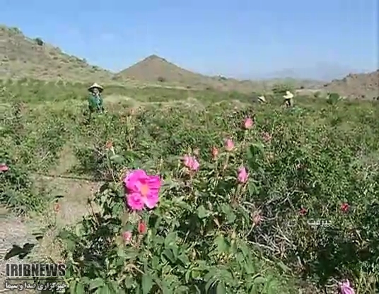 برداشت گل محمدی در ارتفاعات جبالبارز کرمان | خبرگزاری صدا و سیما