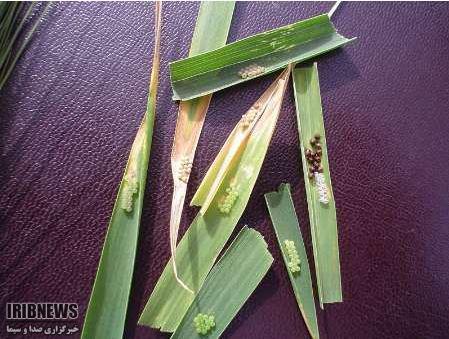 وضع بحرانی گسترش آفت سن در مزارع غلات وضع بحرانی گسترش آفت سن در مزارع غلات