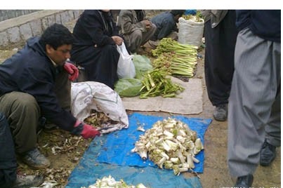 هشدار درباره برداشت بی رویه ازگیاهان کوهی هشدار درباره برداشت بی رویه ازگیاهان کوهی