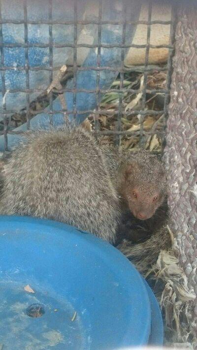 رهاسازی یک قطعه خدنگ در نی ریز رهاسازی یک قطعه خدنگ در نی ریز