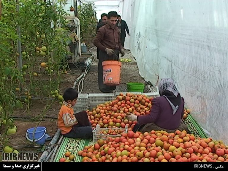 برداشت محصول گوجه فرنگی زمستانه شهرستان مرند در یامچی | خبرگزاری صدا و سیما