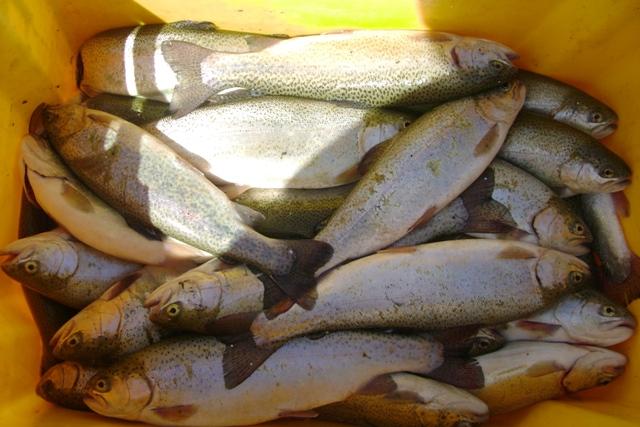 حدود 6 هزار تن ماهی در استان کردستان تولید شده است