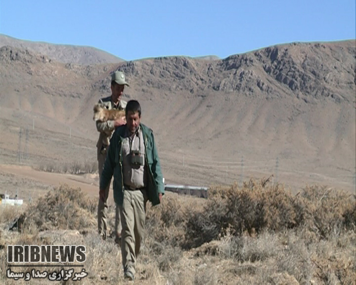 نجات بره میش وحشی از استخر آب در چهارمحال و بختیاری