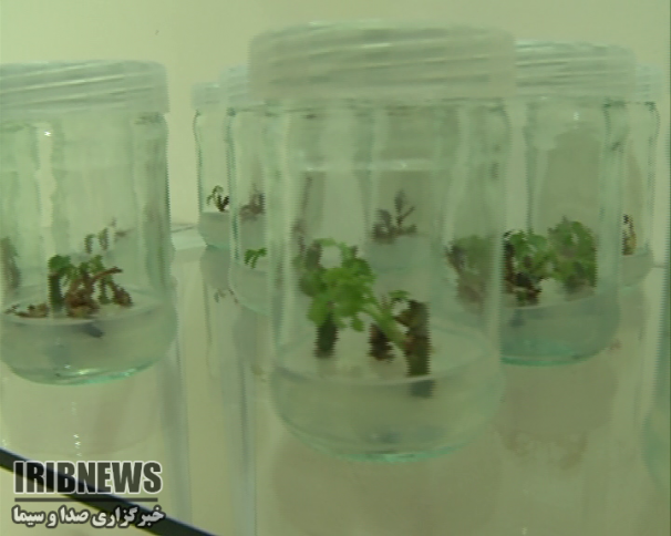 تجاری سازی طرح کشتِ بافت موز در سیستان و بلوچستان تجاری سازی طرح کشتِ بافت موز در سیستان و بلوچستان