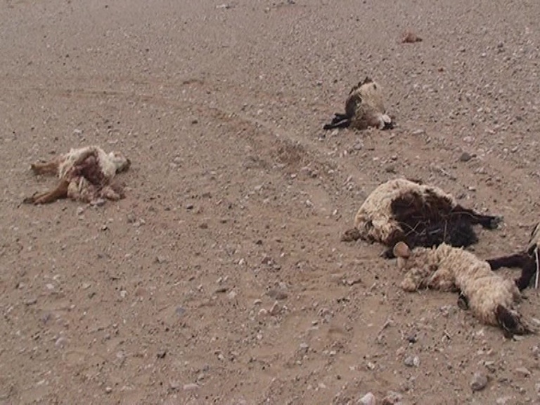 تلف و ناپدید شدن 35 رأس گوسفند در حمله گرگها