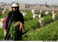 ساماندهی صندوق خرد زنان روستایی در هندیجان ساماندهی صندوق خرد زنان روستایی در هندیجان