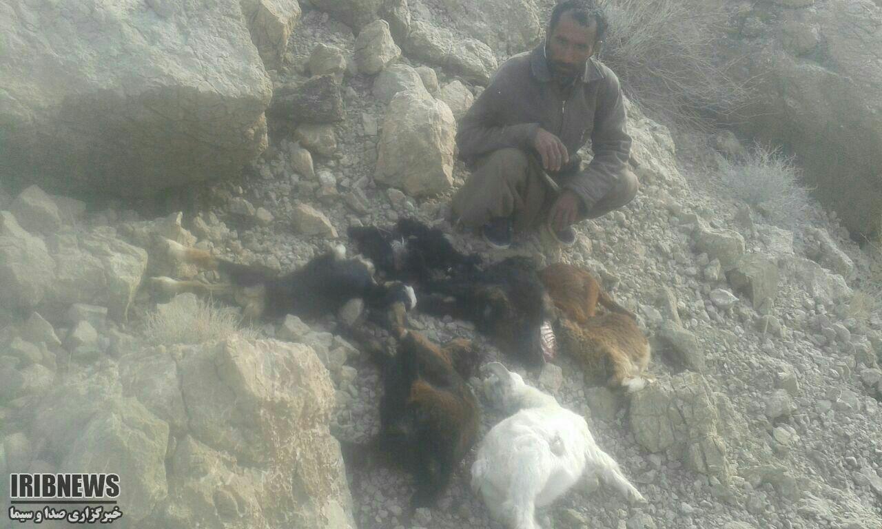 تلف شدن 27 راس گوسفند در حمله دو پلنگ در قلعه گنج تلف شدن 27 راس گوسفند در حمله دو پلنگ در قلعه گنج