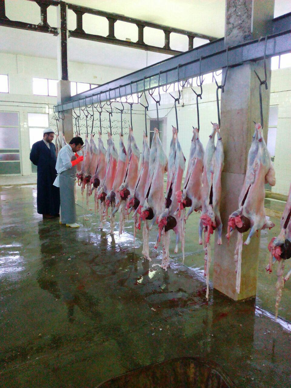 ضبط و امحاء 72 راس دام در کشتارگاه گیلانغرب