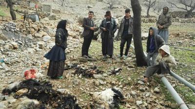 حمله پلنگ به دام های روستاییان در لالی