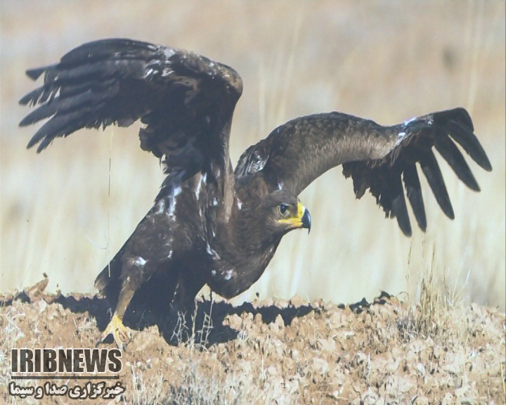 گشایش نمایشگاه تخصصی عکس حیات وحش +فیلم