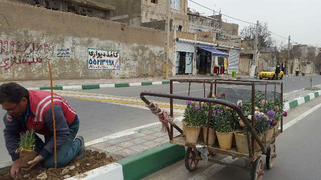 فرشی از گل های شب بو در کهریزک