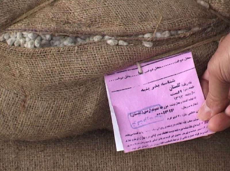 کشت پنبه بهاره در 3 هزار هکتار در گلستان