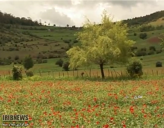 دشت های کیاسر مزین به لاله های آتشین
