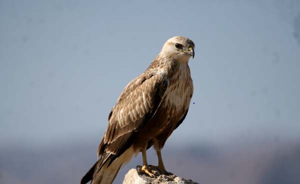 رهاسازی یک بهله عقاب به دامان طبیعت رهاسازی یک بهله عقاب به دامان طبیعت