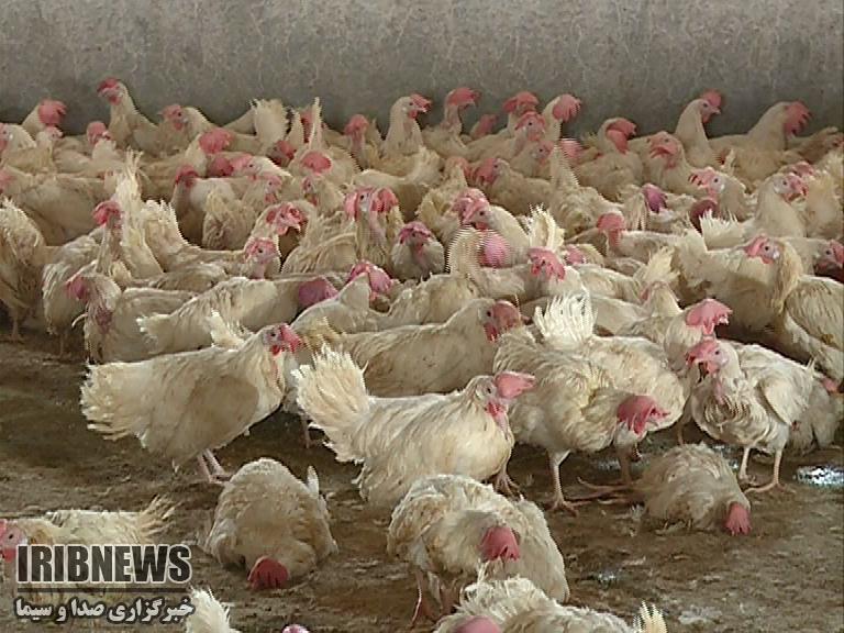 مافیای بازار مرغ زاهدان در دست 10 نفر سودجو مافیای بازار مرغ زاهدان در دست 10 نفر سودجو