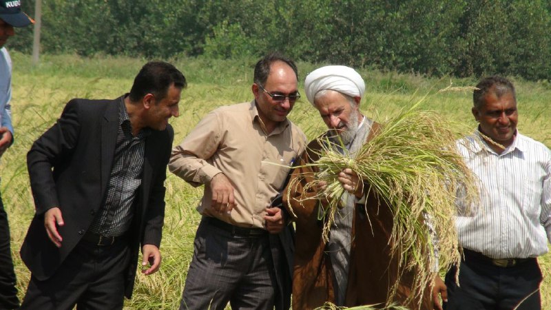 تولید برنج سالم در نکا