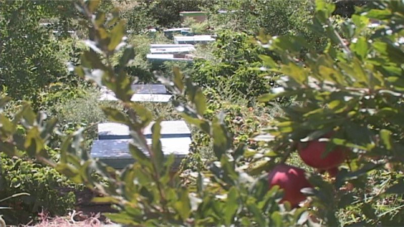 توزیع رایگان دارو بین زنبورداران خراسان جنوبی