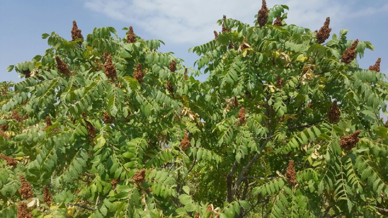 آغاز برداشت سماق در سردشت