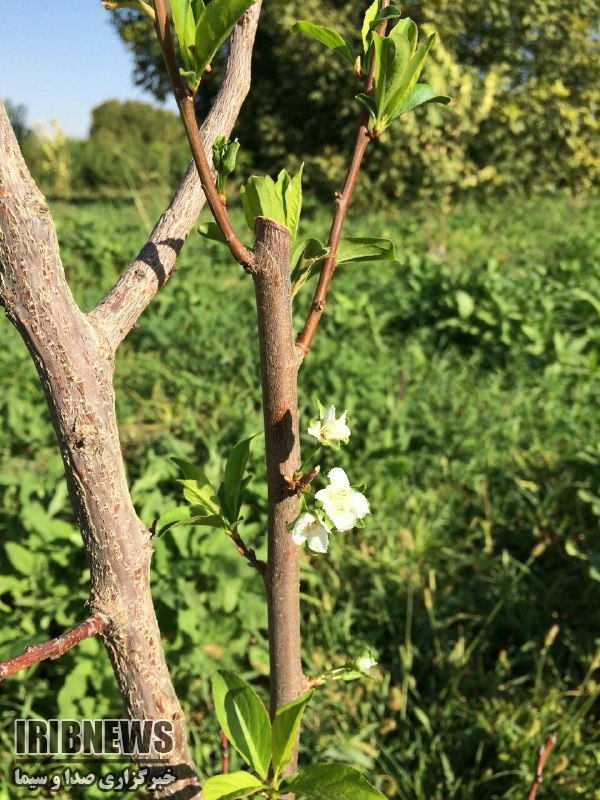 شکوفه های پائیزی+تصویر