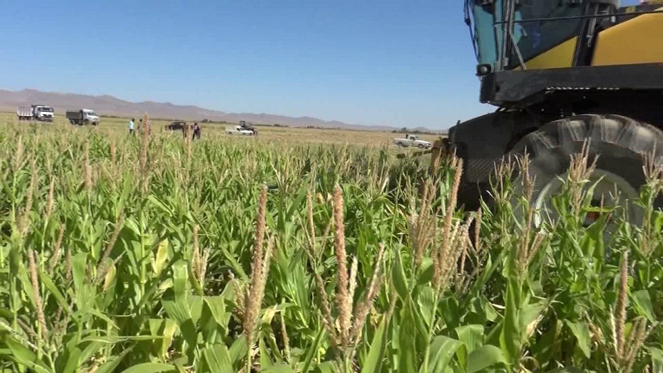 آغاز برداشت ذرت علوفه ای در خراسان جنوبی