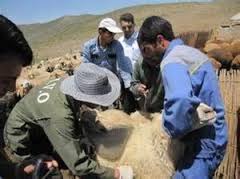 تکذیب سرایت بیماری تب مالت دام به انسان در روستاهای  کهگیلویه