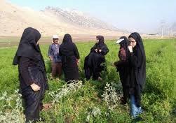 برگزاری دوره آموزشی کاشت ،داشت و برداشت گیاه به لیمو