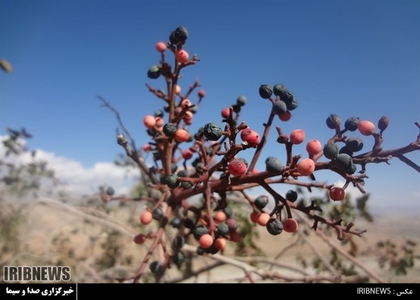 آغاز برداشت بنک کوهی در اندیکا+فیلم | خبرگزاری صدا و سیما