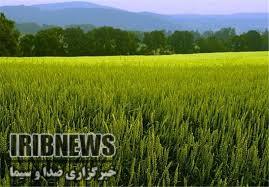 آغاز کشت گندم در لامرد آغاز کشت گندم در لامرد