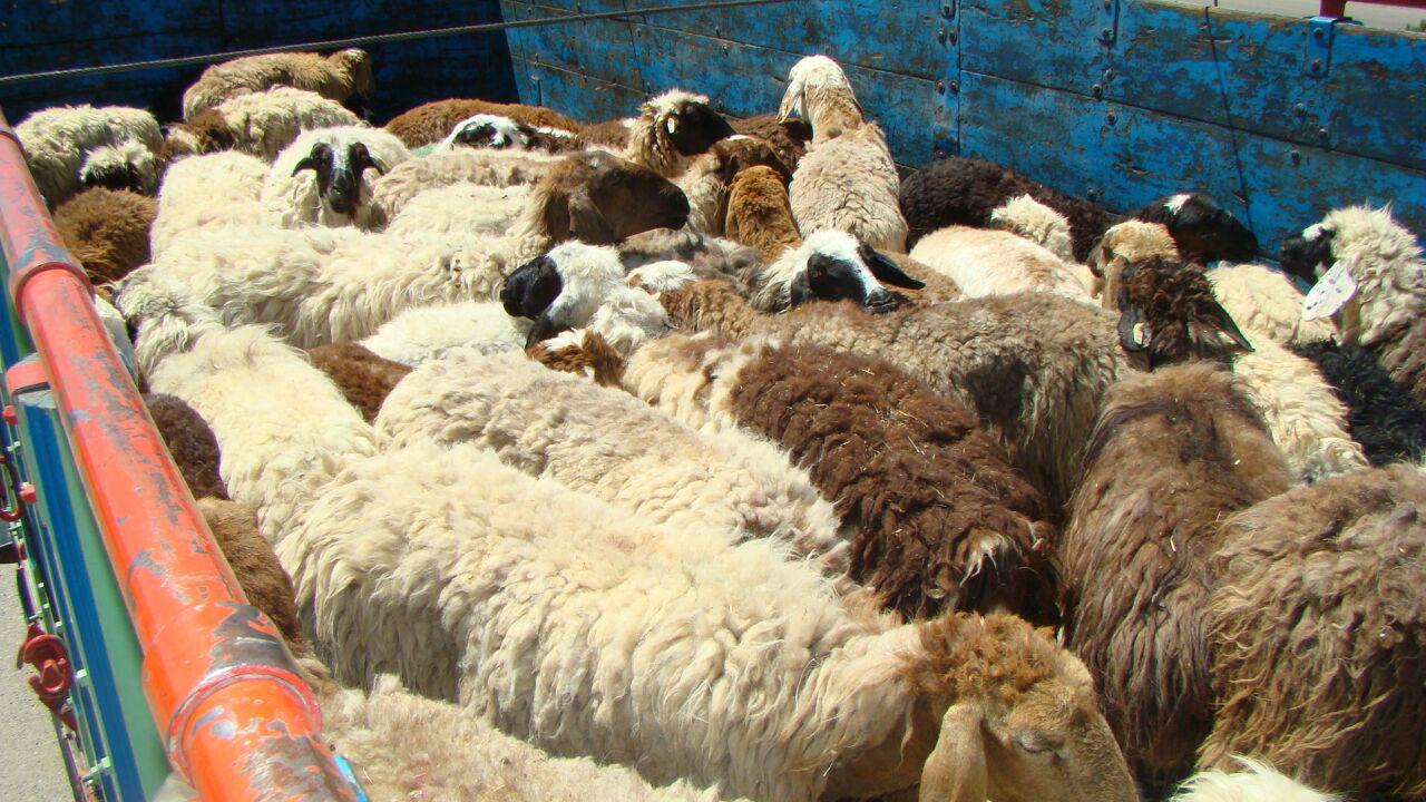 کشف اجناس قاچاق در خراسان جنوبی