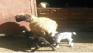 تولد بره های طرح ترکیب ژنتیکی و اصلاح نژاد گوسفند