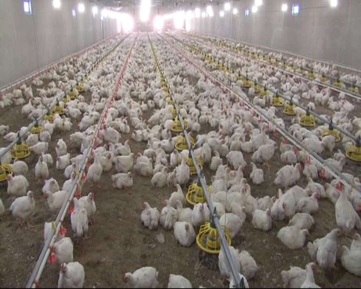 پایان طرح پایش آنفلوانزای فوق حاد پرندگان