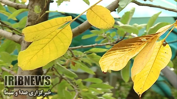 هوای  زنجان  تا سه شنبه آفتابی است .