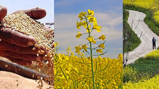 چشم اندازمحصولات کشاورزی گندم،دانه های روغنی وگیاهان دارویی چشم اندازمحصولات کشاورزی گندم،دانه های روغنی وگیاهان دارویی