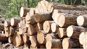 کشف محموله چوب جنگلی قاچاق در شهرستان کیار