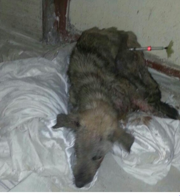 ورود کفتار به تالار عروسی در سوسنگرد