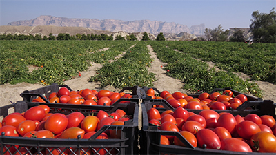 گوجه کاری کشاورزان فنوج در زمین های بایر | خبرگزاری صدا و سیما