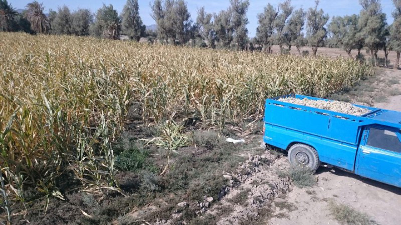 برداشت ذرت خوشه‌ای در میرجاوه