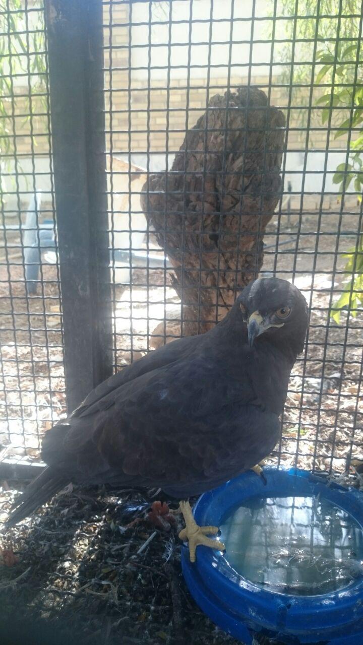 اقدام جوان نی ریزی در راستای کمک به پرندگان اقدام جوان نی ریزی در راستای کمک به پرندگان