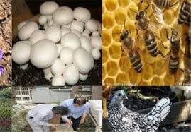 بهره برداری از 87 طرح اقتصاد مقاومتی در دنا تا پایان امسال