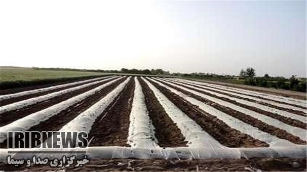 آغازکشت محصول گوجه فرنگی ، طارم