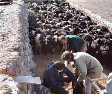 آغاز واکسیناسیون دام های سبک علیه بیماری های آبله و شاربن