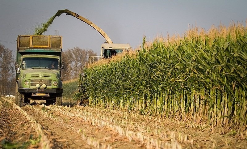 کشت ذرت در ۲ هزارو ۶۰۰ هکتاراز مراتع کشت ذرت در ۲ هزارو ۶۰۰ هکتاراز مراتع