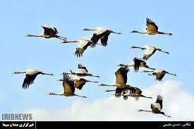 کمک به درناهای بختگان کمک به درناهای بختگان