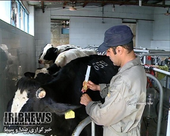 مایه کوبی شش میلیون و 141 هزار رأس دام در خراسان شمالی