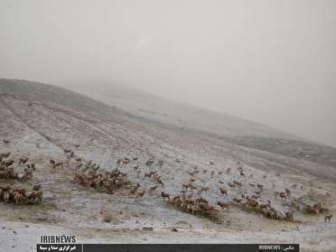 شهروندان از علوفه دهی به حیات وحش خودداری کنند+عکس وفيلم